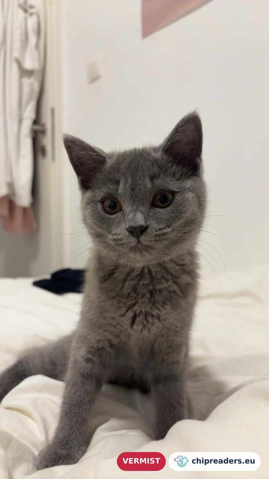 Budgur, kat
