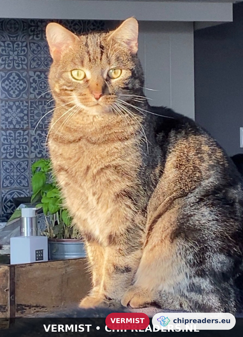 Magnum, kat