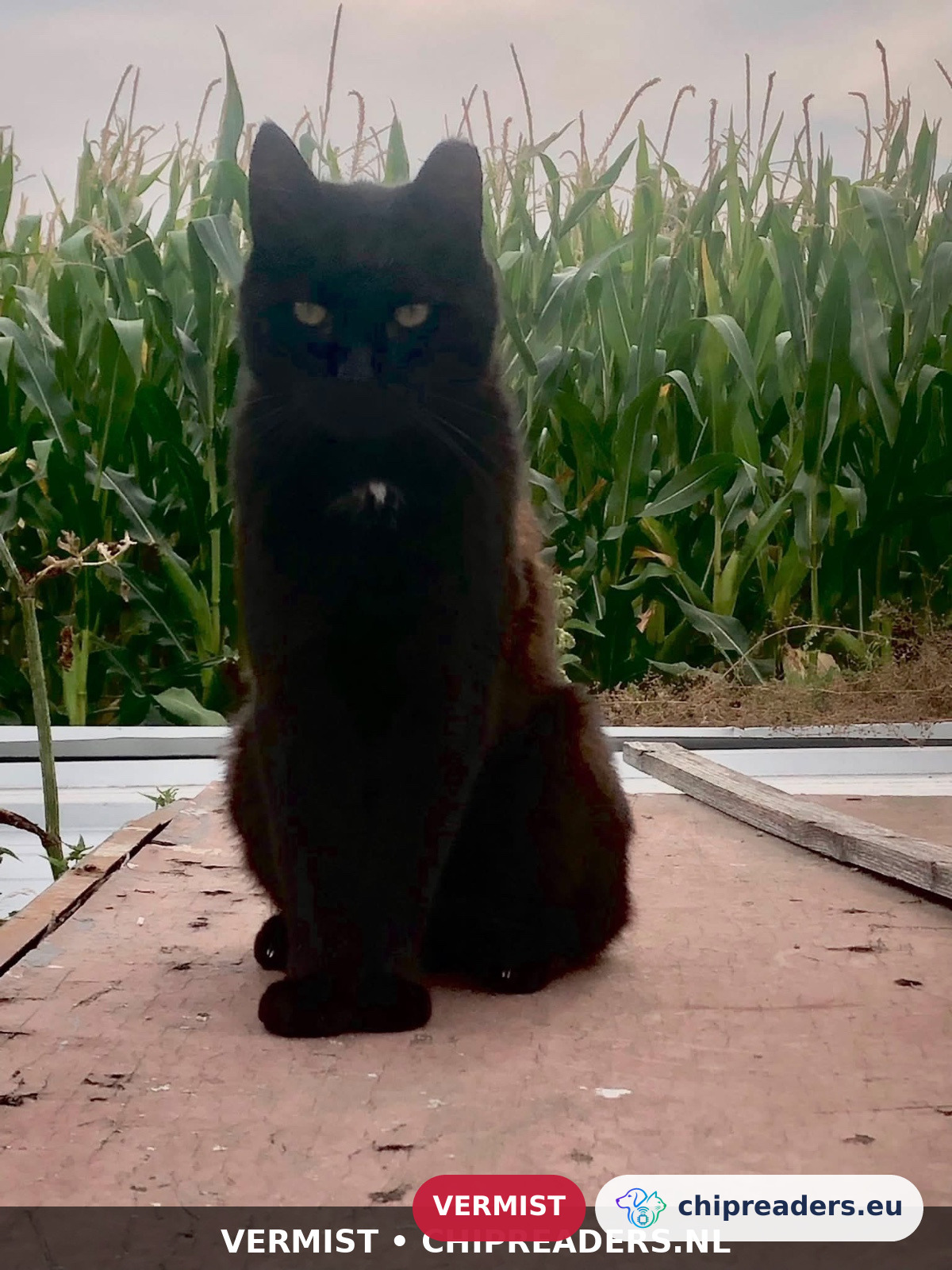 Cosmo, kat