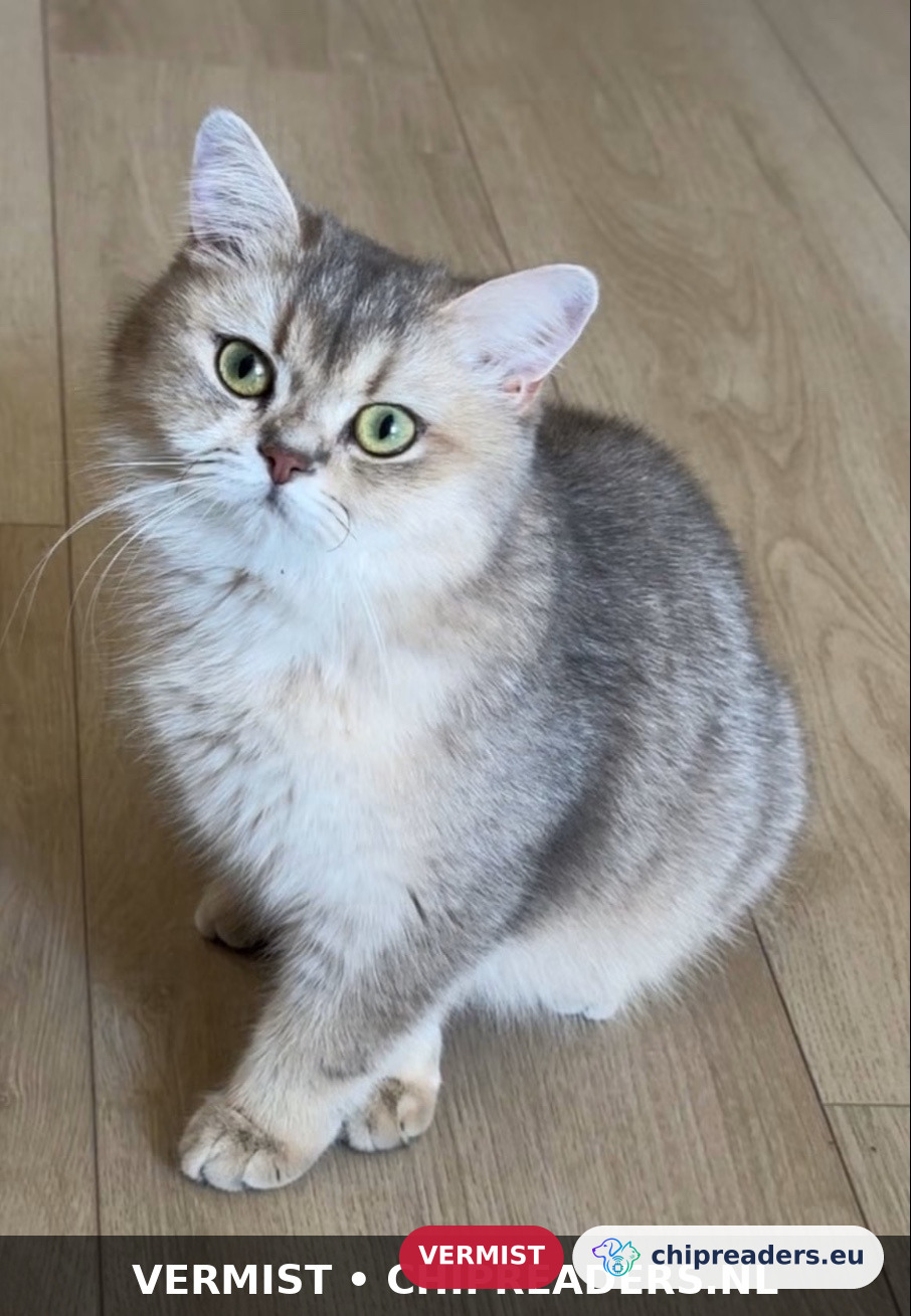 Bella, kat