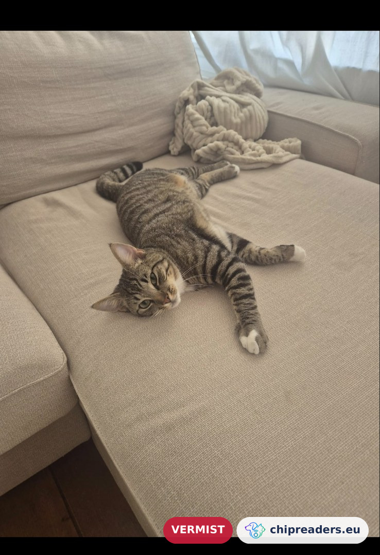 Yuki, Kat