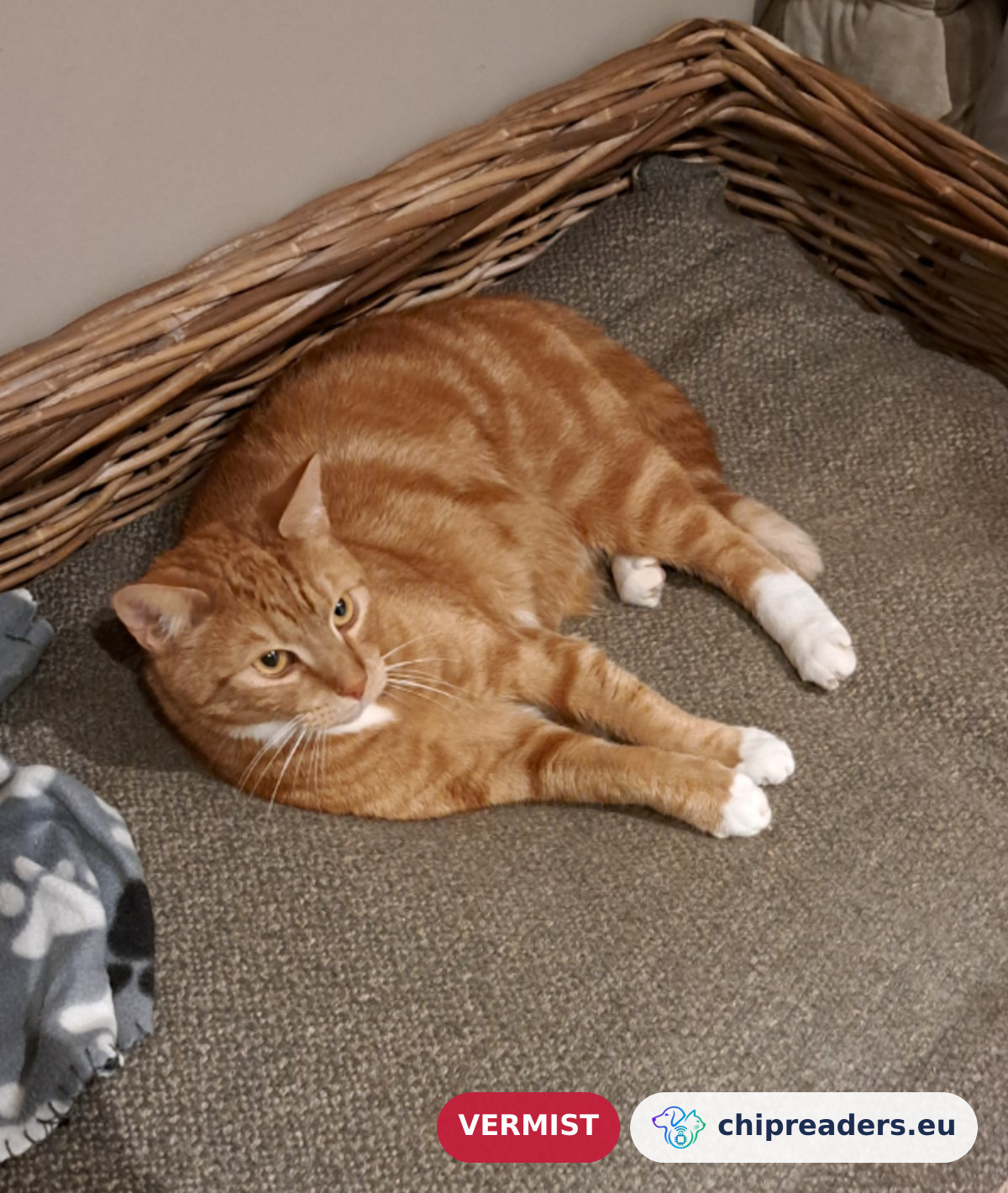 Louie, kat