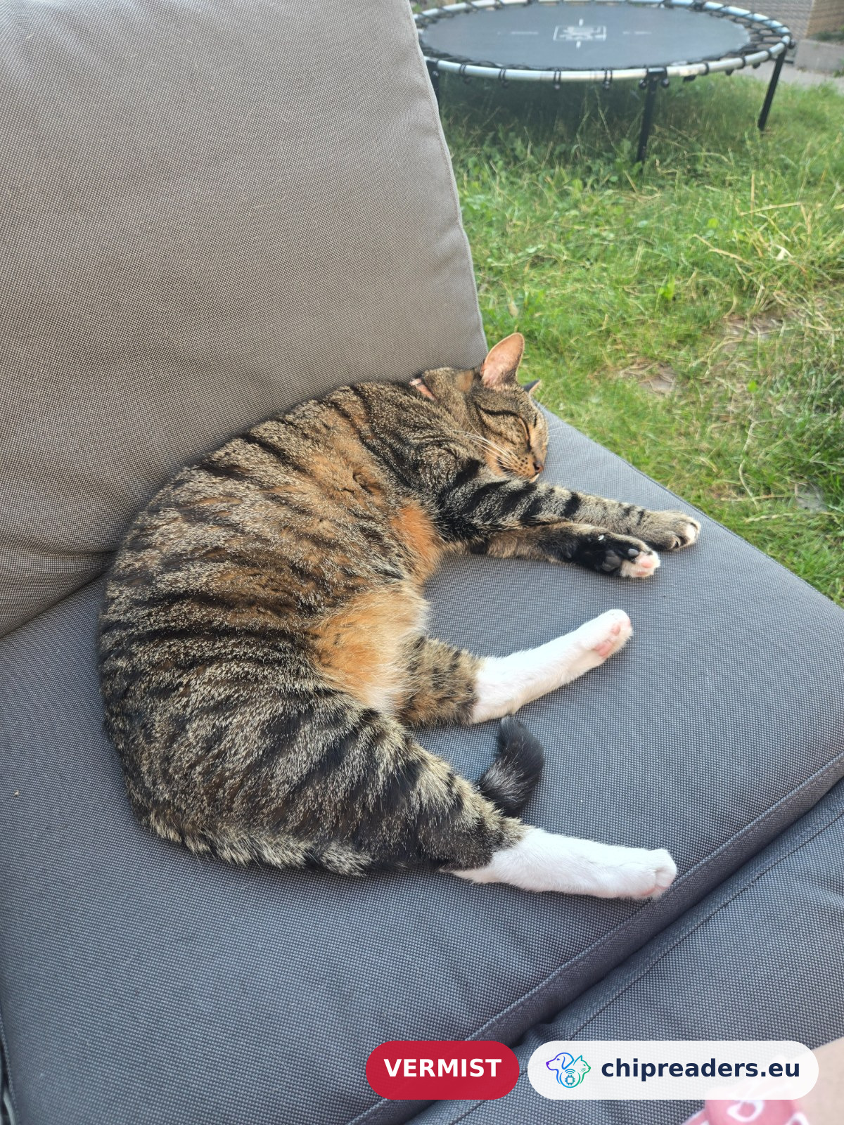 Mylo, kat