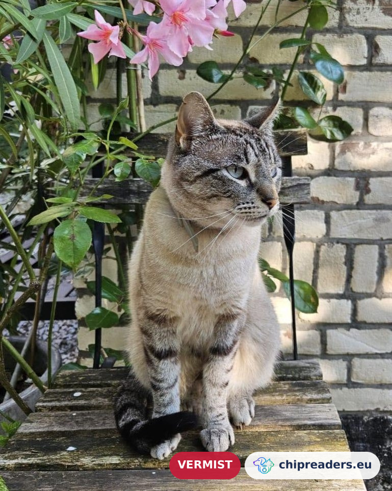 Banksy, kat