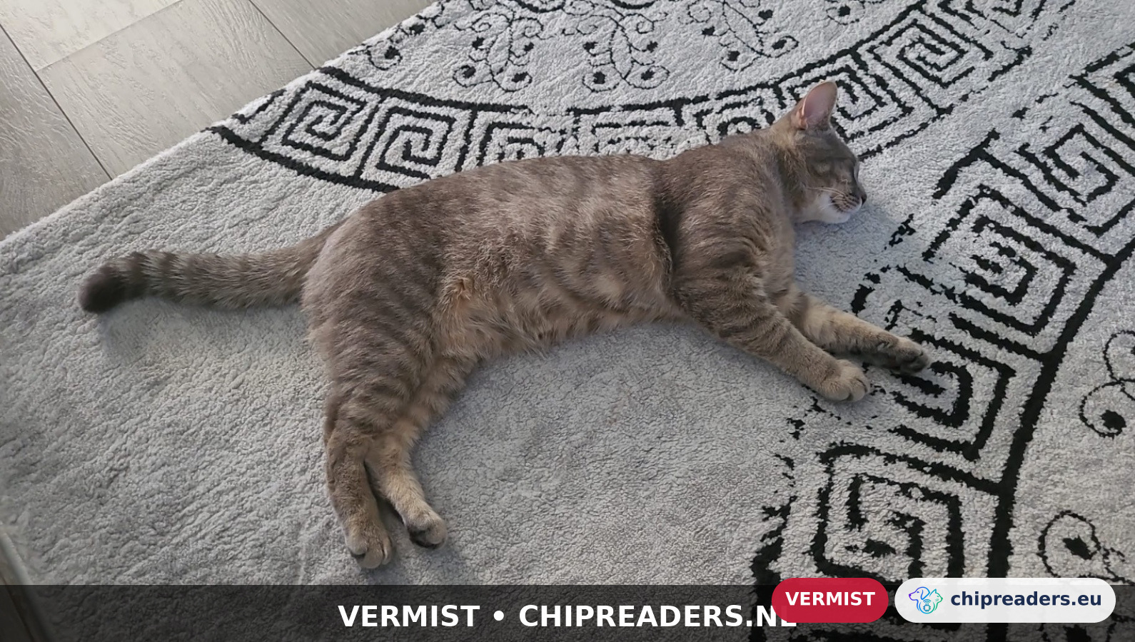 Simba, kat