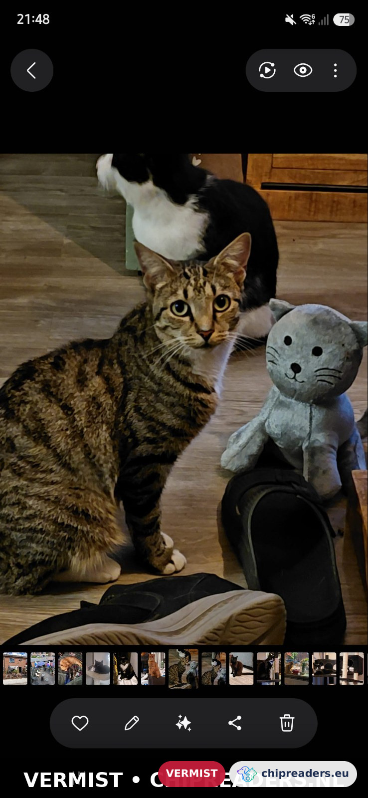 Jet, kat