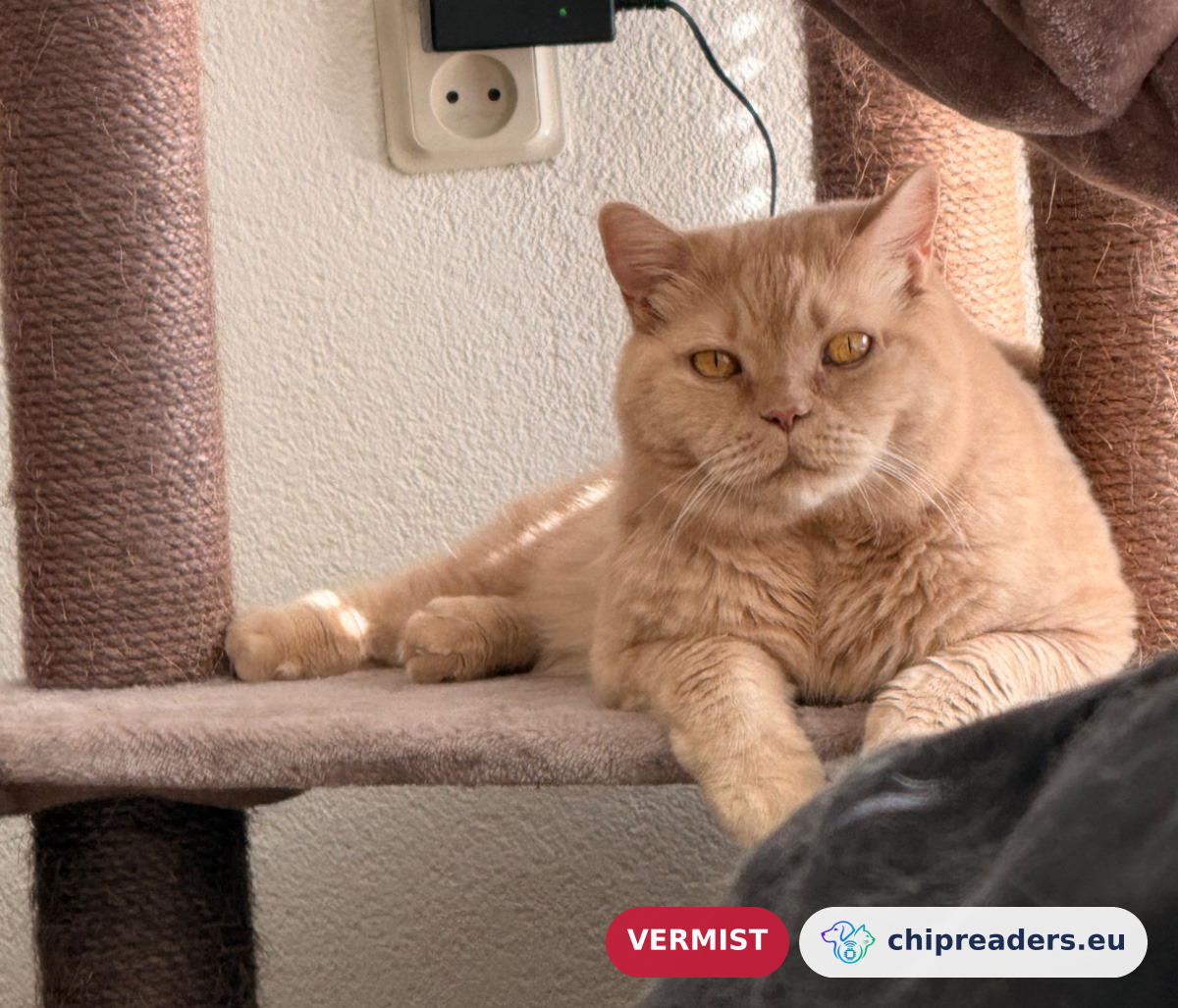 Marshmellow/Mellow, kat