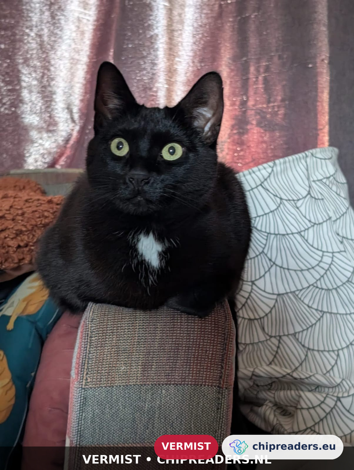 Pipi, Kat