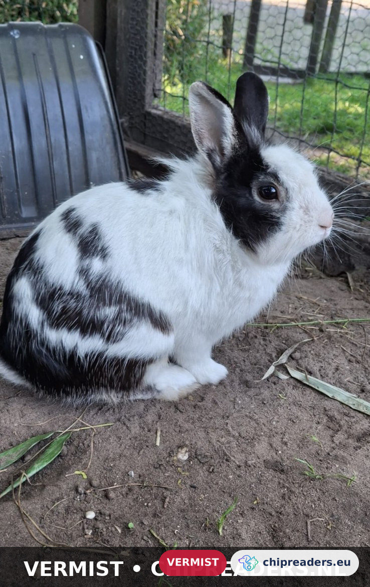 Oreo, Konijn