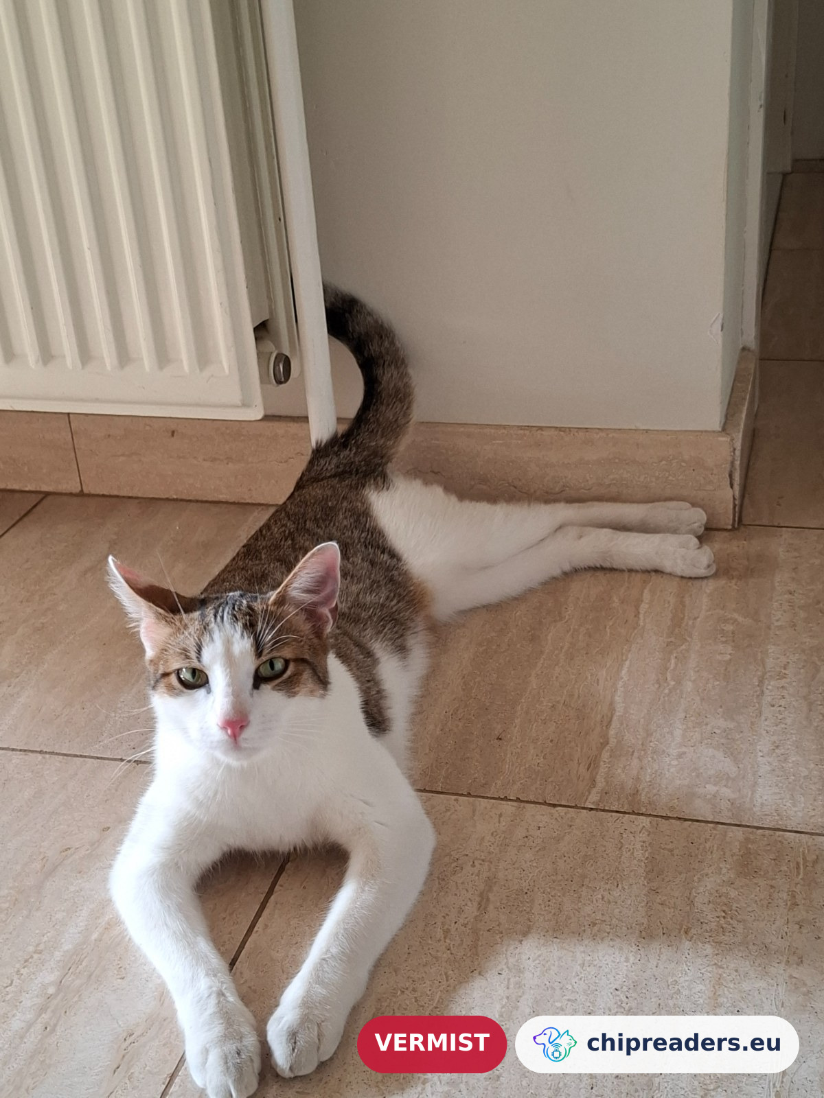 Arnold, kat