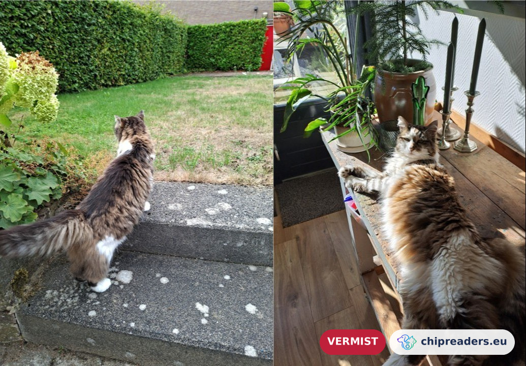 Truike, Cat