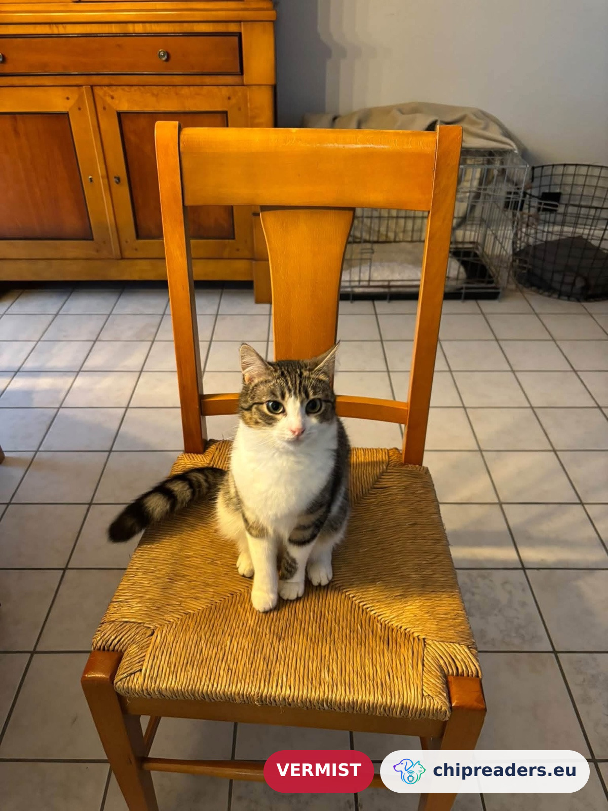 Billie, kat