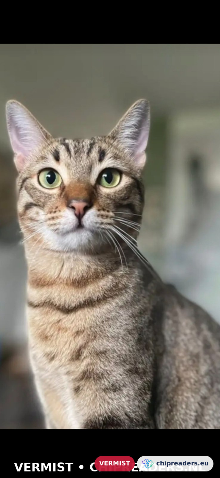 Louis, kat