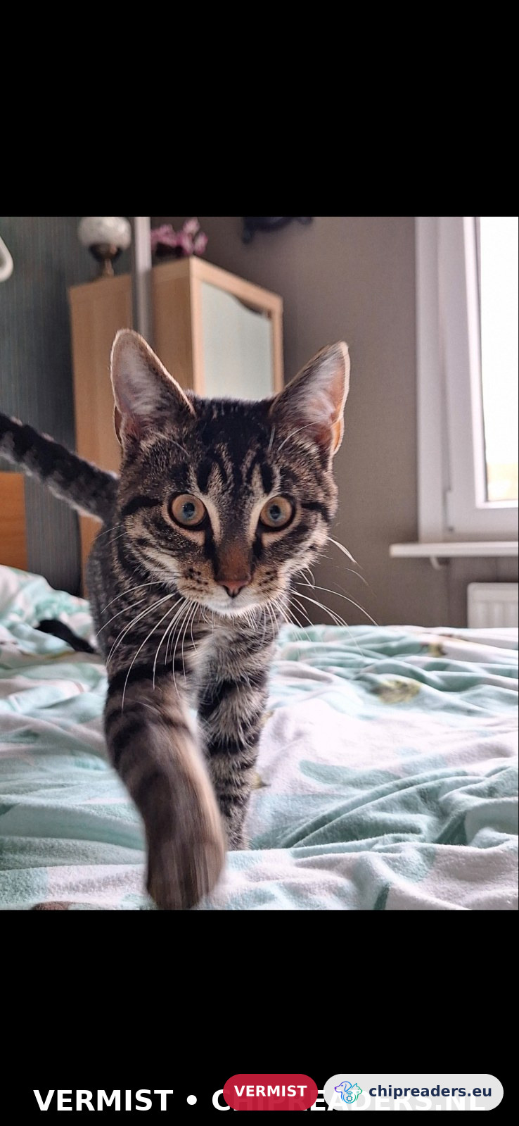Jack, kat