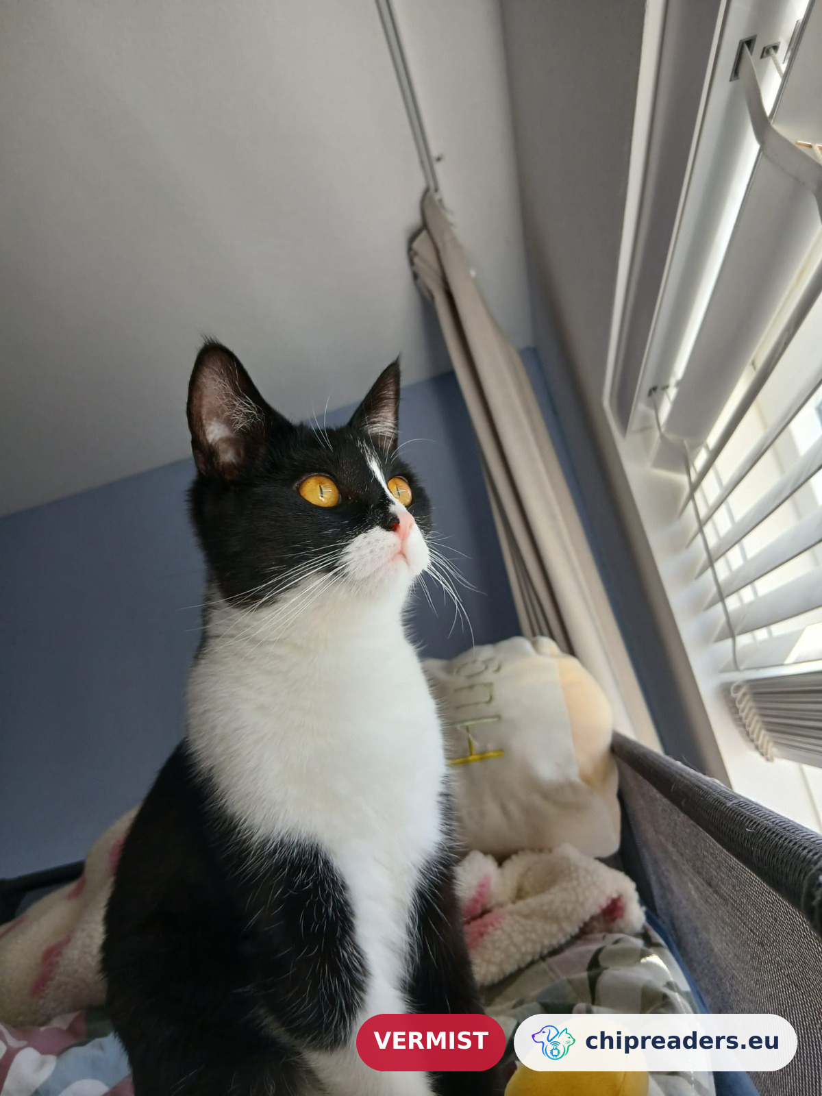 Luna, kat