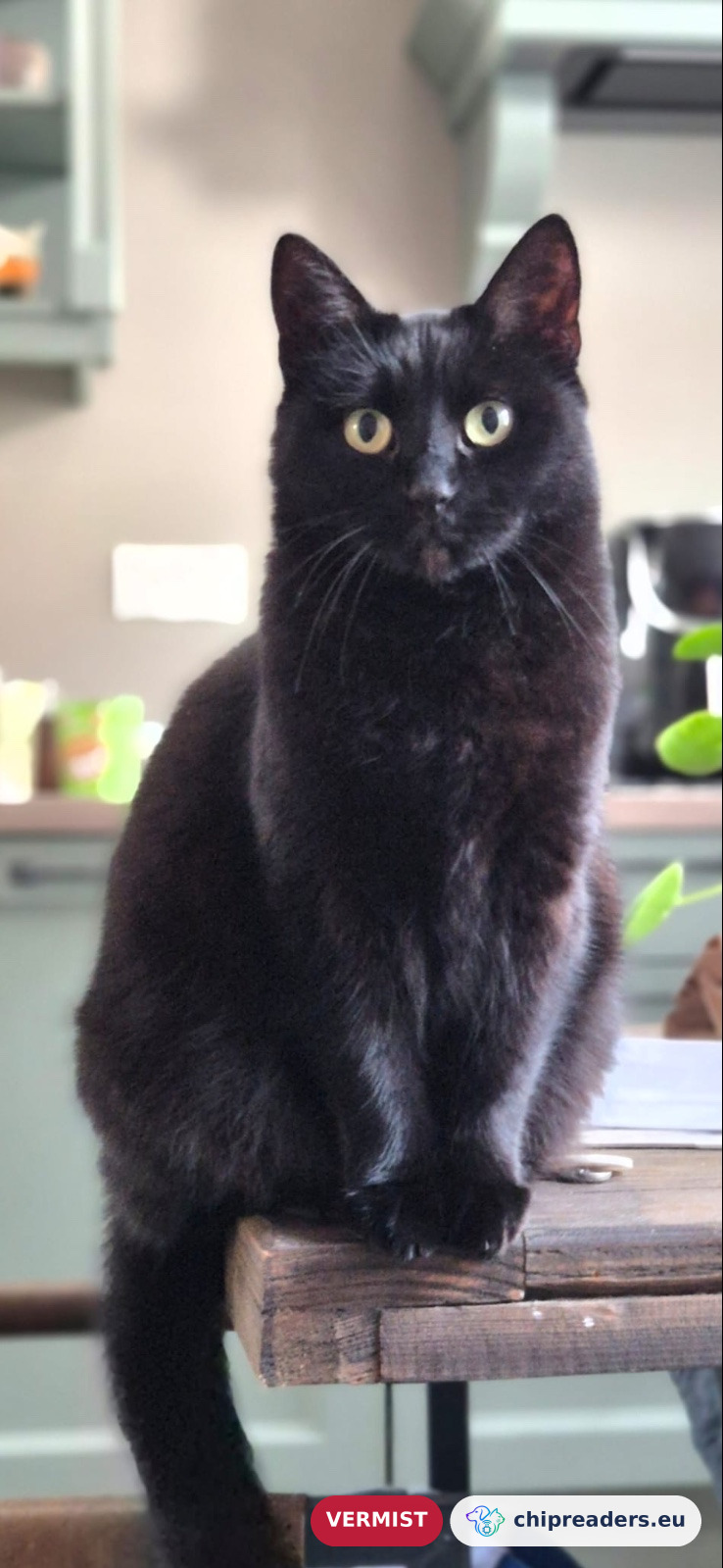 Noortje, kat