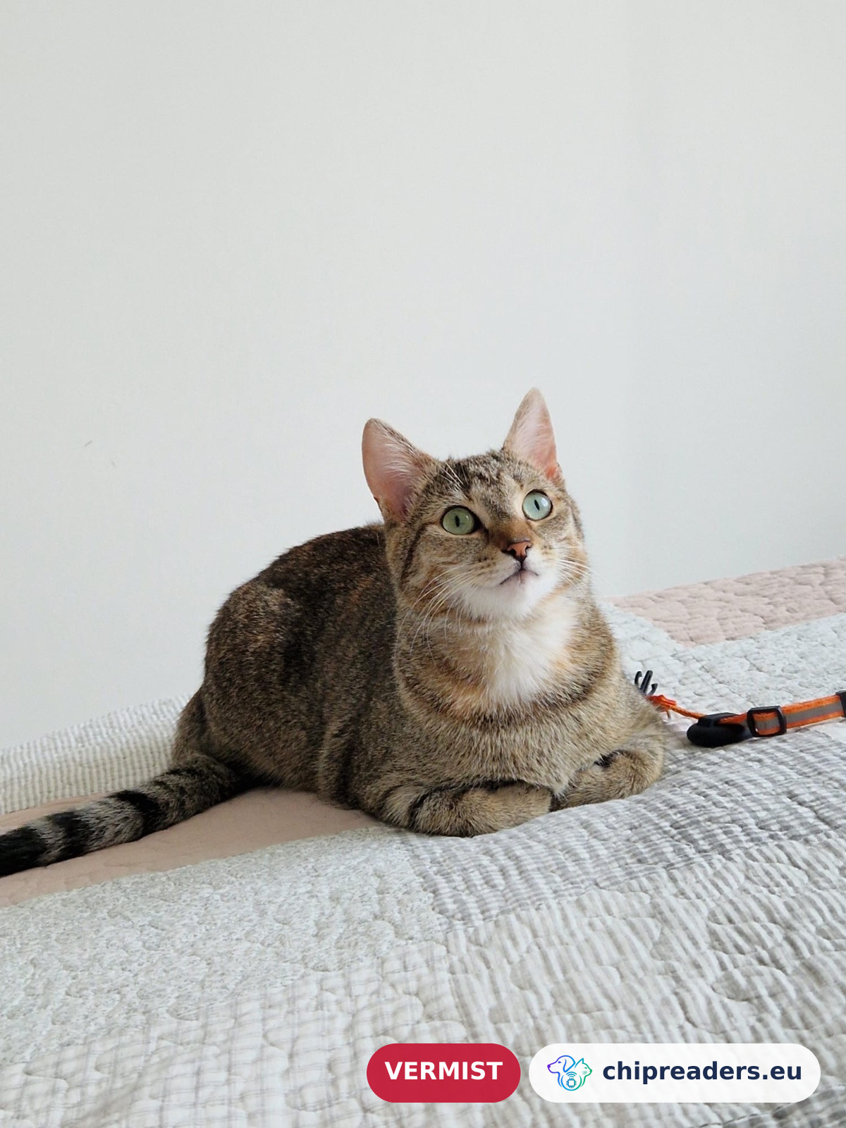 Masha (Cat), missing animal
