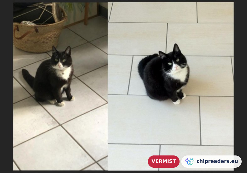 Snoetje, kat