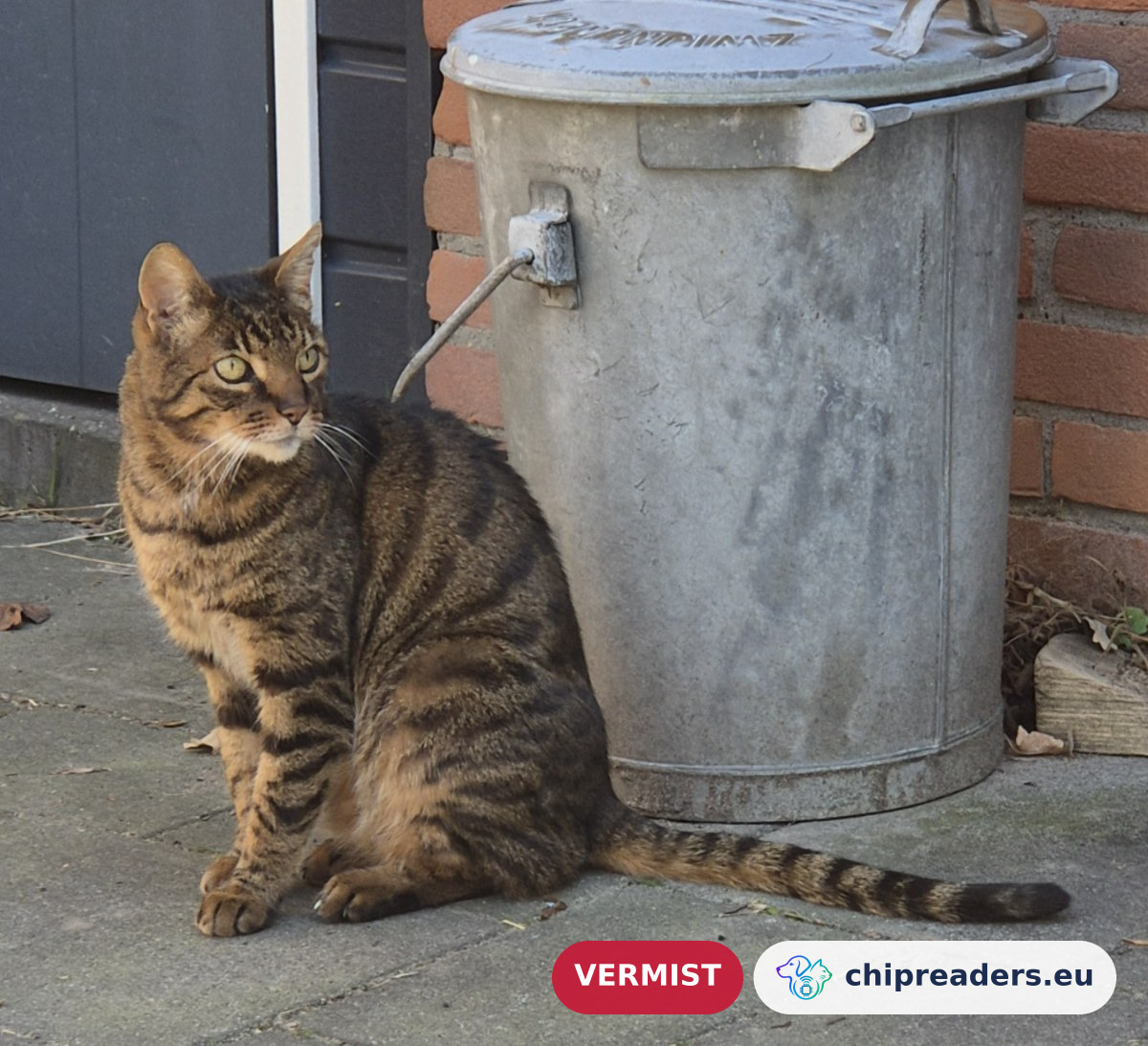 Jeroen, kat