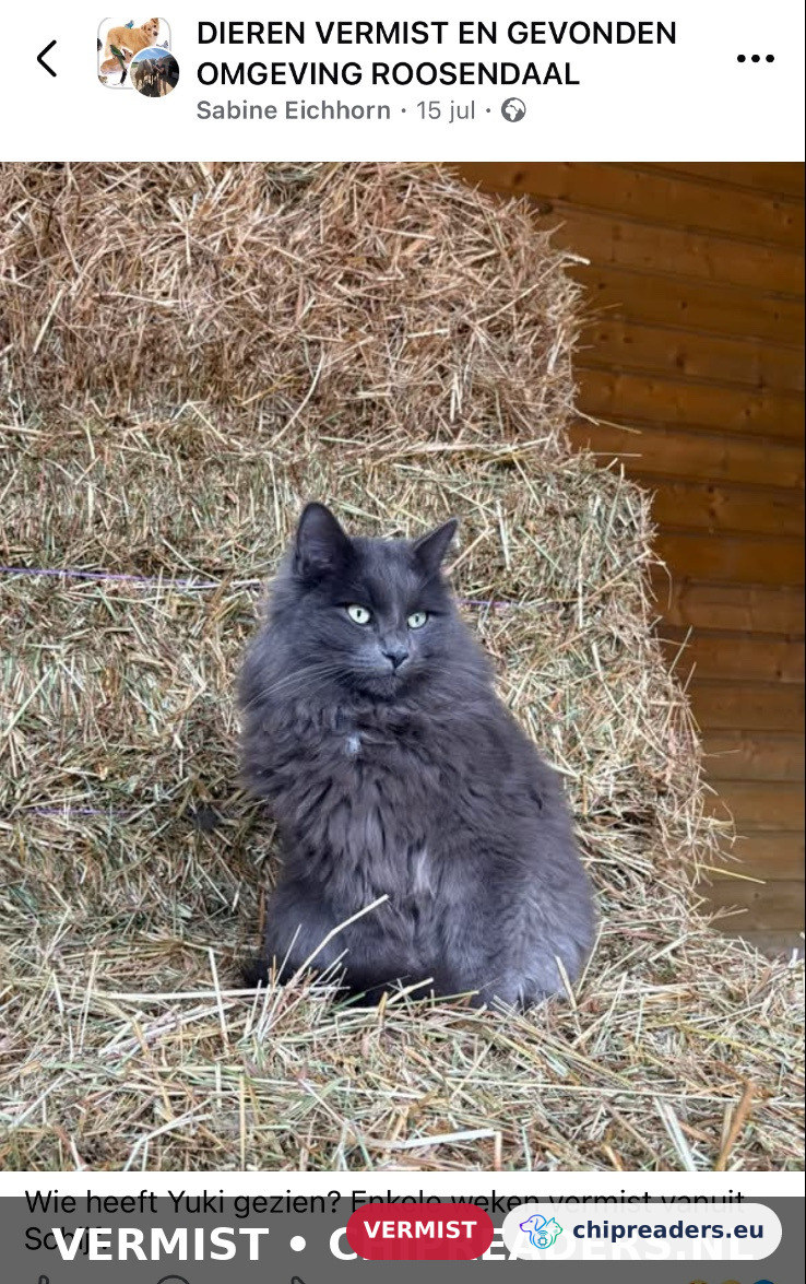 Yuki, kat