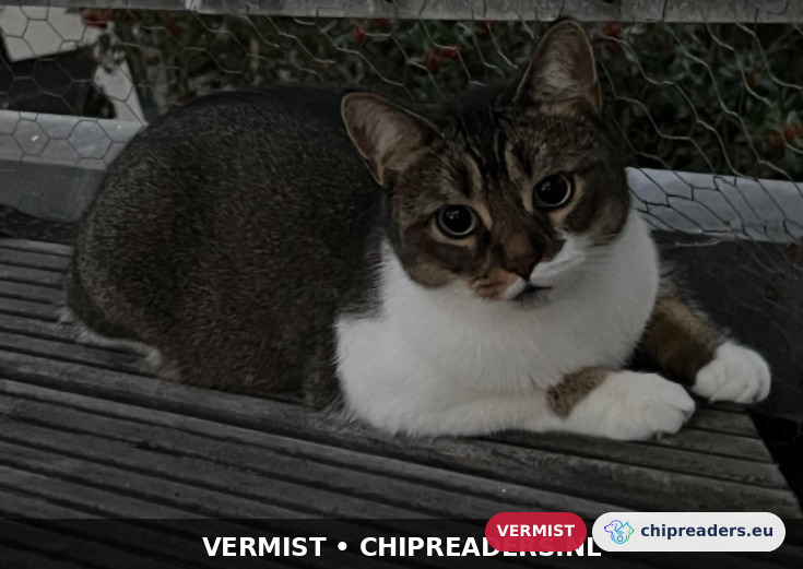 Chipo, kat