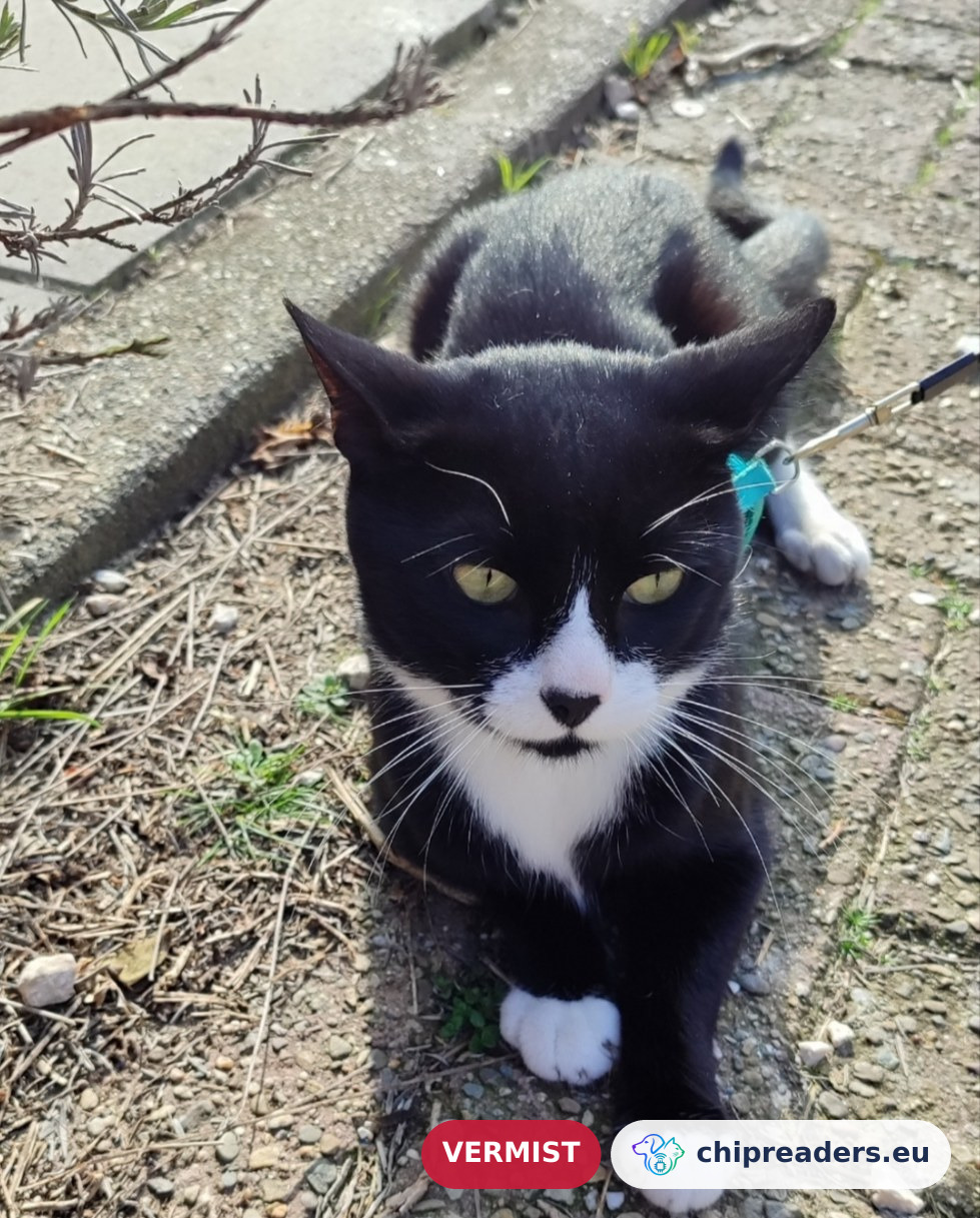 Atos, kat