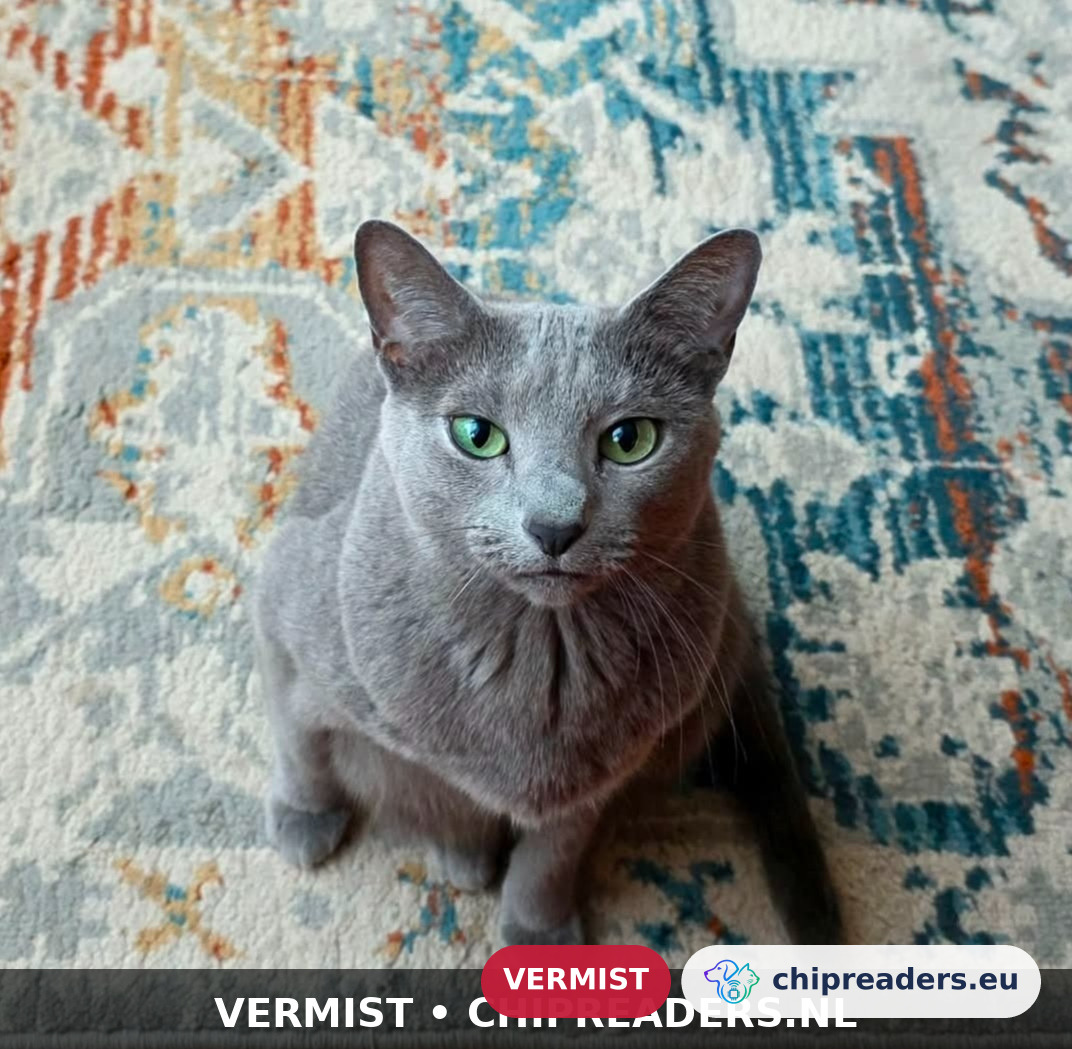 Iris, kat