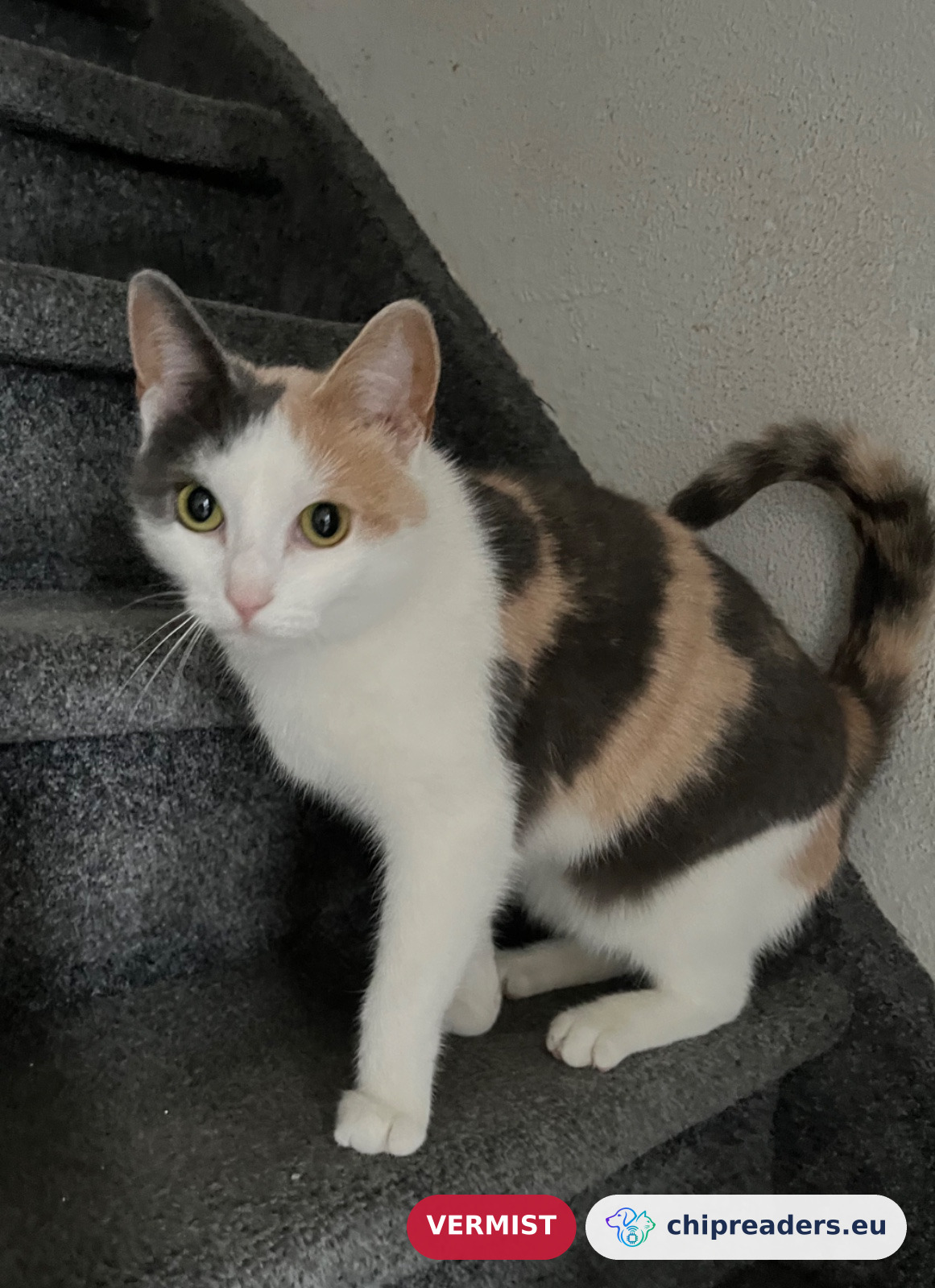 Dunya, kat