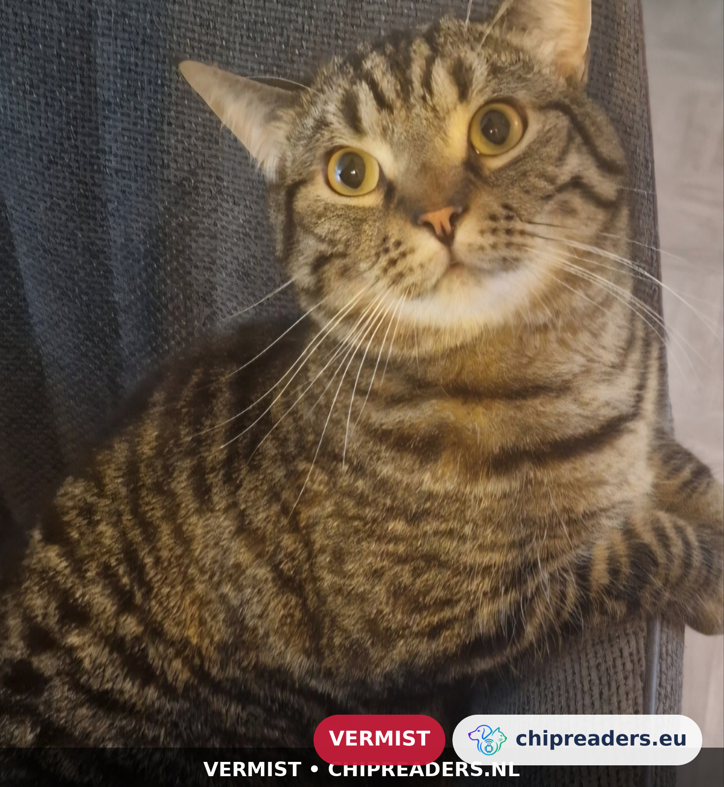 Radja, kat