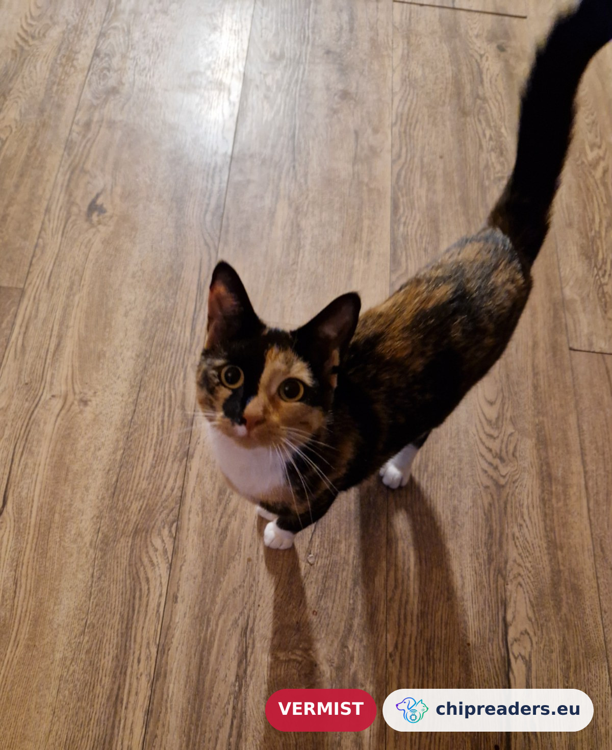 Poekie, kat