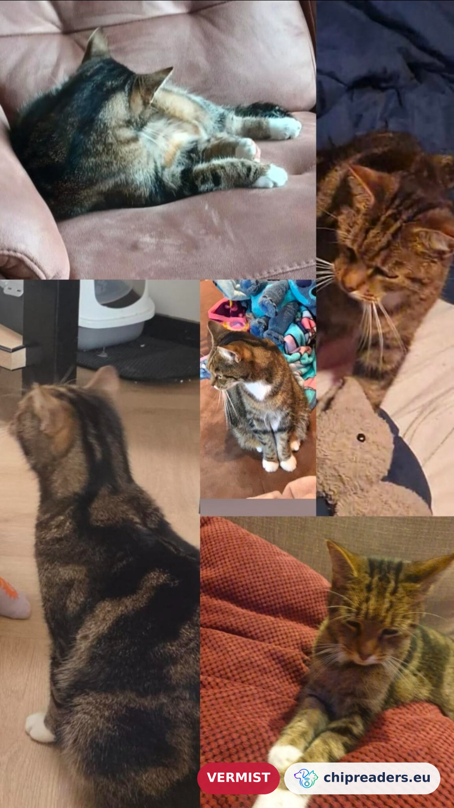 Elvis, kat