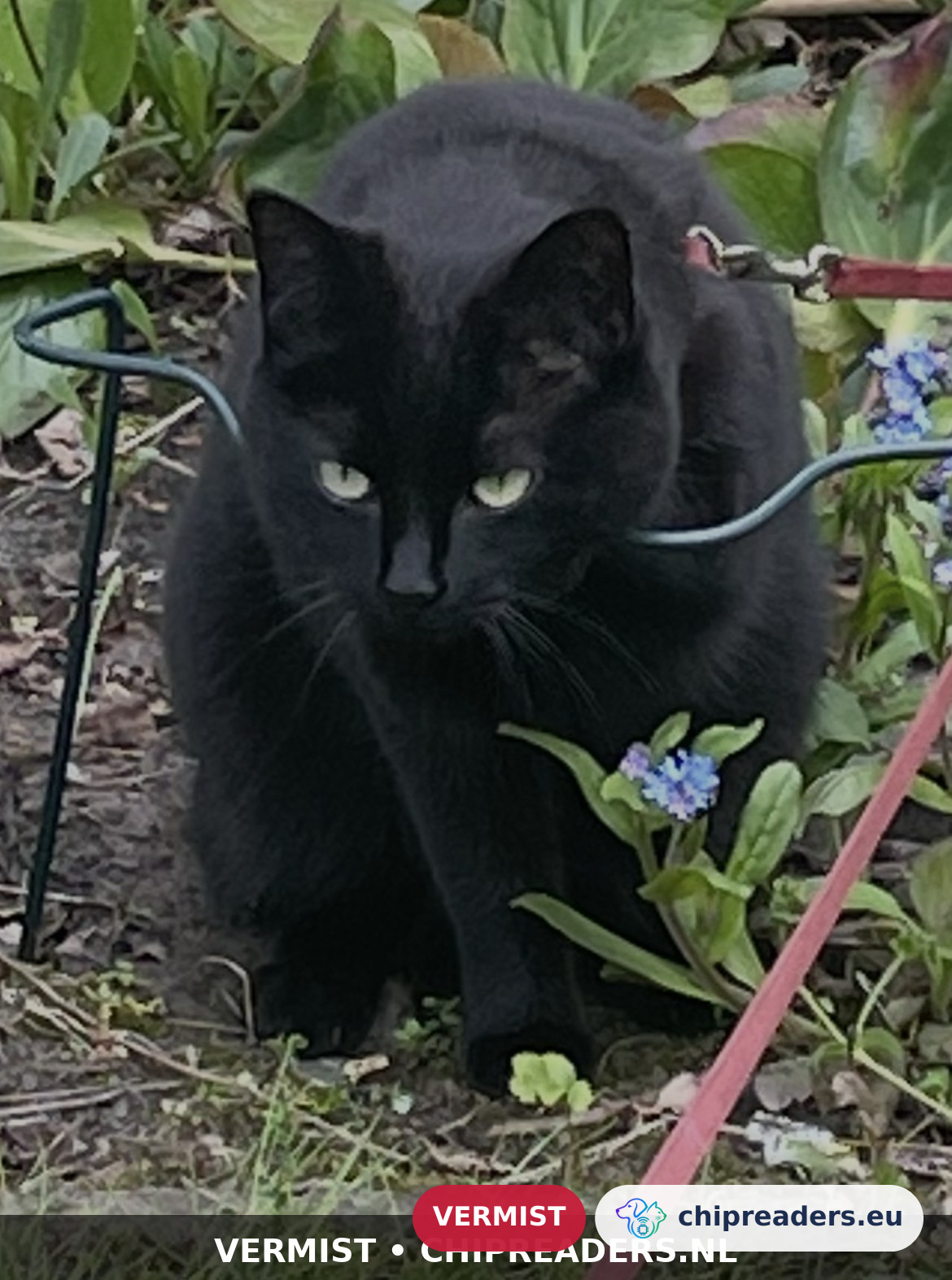 Thirza, kat