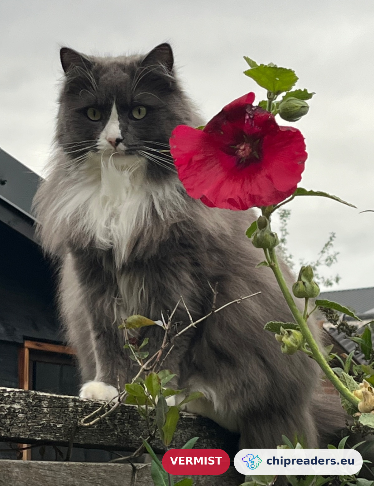 Shadow, kat