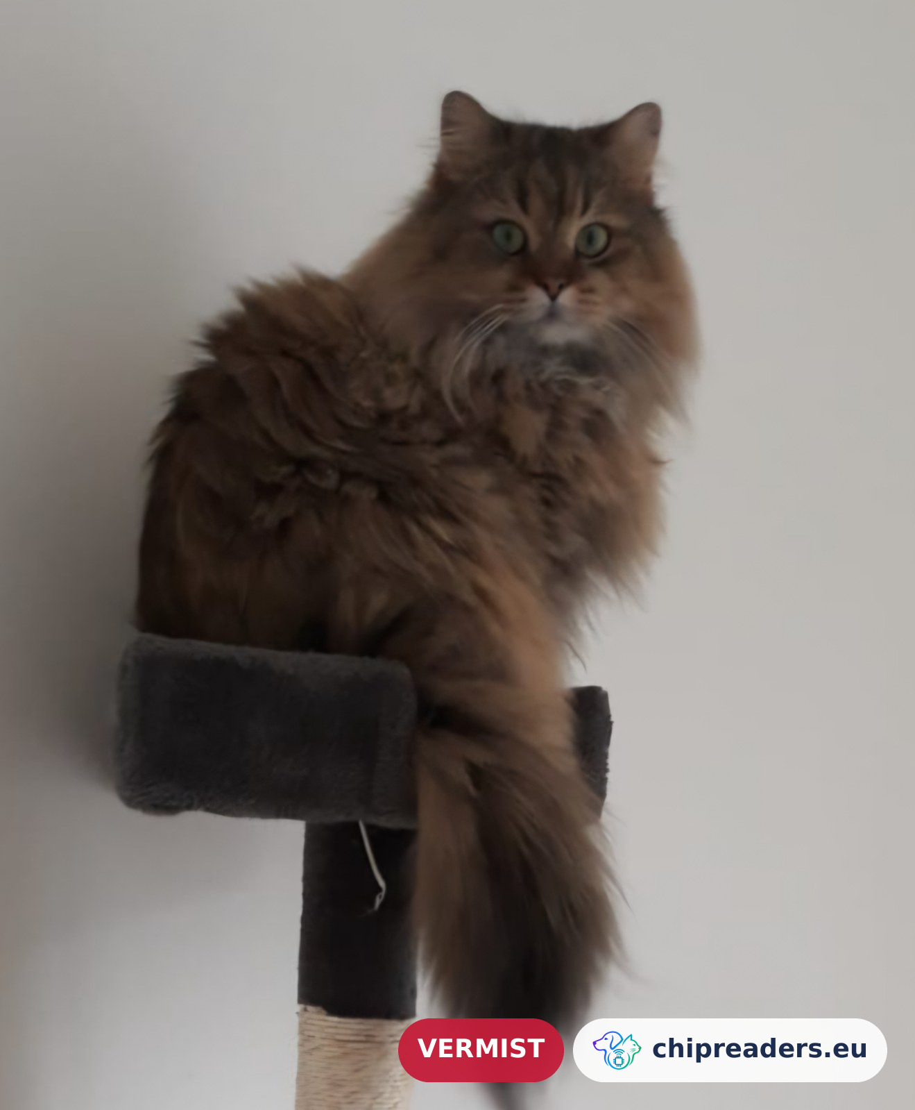 Leon, kat